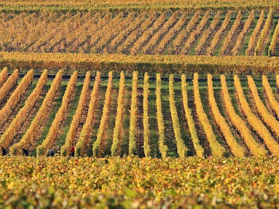 AGC CEGAR - Alsace - Bas-Rhin - Comptabilité, expertise, gestion agricole et rurale, Expert-Comptable à Bernardswiller